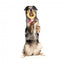 FuzzYard Love Diamond In The Ruff Ring plush dog toy, diamond ring