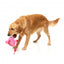 FuzzYard Love Tail Chaser Perfume plush dog toy, perfume bottle