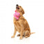 FuzzYard Love Tail Chaser Perfume plush dog toy, perfume bottle
