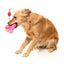 FuzzYard Love Tail Chaser Perfume plush dog toy, perfume bottle