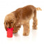 Freezable dog lick toy FuzzYard Piña Coolada Freeze