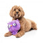 FuzzYard Noggins Hoo Dini Squeaky Plush Dog Toy