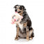 FuzzYard Noggins Snoop Hogg Squeaky Plush Dog Toy