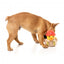 FuzzYard Firequacker duck plush dog toy with squeaker