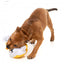 FuzzYard Gordon Quacksay duck plush dog toy with squeaker