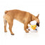 FuzzYard Gordon Quacksay duck plush dog toy with squeaker