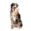 Squeaky squirrel plush dog toy FuzzYard Ashleigh