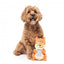Squeaky squirrel plush dog toy FuzzYard Karen