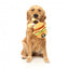 FuzzYard The Homies Patty Plush Dog Toy with Squeaker