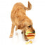 FuzzYard The Homies Patty Plush Dog Toy with Squeaker