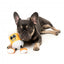 FuzzYard The Homies Steinzy Plush Dog Toy with Squeaker