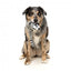 FuzzYard The Yeetz Run Along Racoon Plush Dog Toy with Squeaker