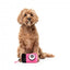 FuzzYard Y2K Digicam plush dog toy, digital camera
