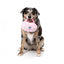 FuzzYard Y2K Portable CD Player plush dog toy, CD player