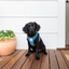 FuzzYard Life corduroy step-in dog harness, French Blue (size XS)
