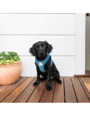 FuzzYard Life corduroy step-in dog harness, French Blue (size XS)