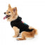 FuzzYard Easily Distracted by Food dog hoodie (size 1)