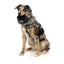 FuzzYard FY Active Collapsible Silicone Dog Bowl, 500 ml
