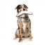 Flying dog toy FuzzYard FY Active Flyer, peach