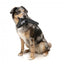 Flying dog toy FuzzYard FY Active Flyer, black