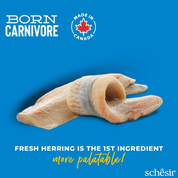 Schesir Born Carnivore herring and salmon dry cat food, 255 g – image 2