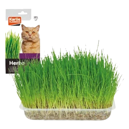 Cat grass, 100 g