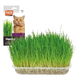 Cat grass, 100 g