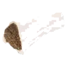 Nature Buffalo Calcium Bone Filled with Tripe for Dogs