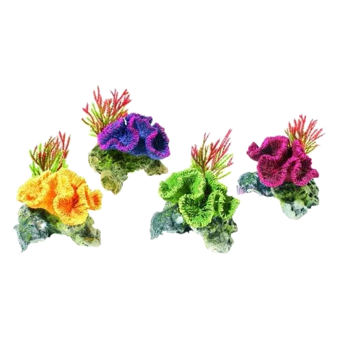 Aquarium plants and coral