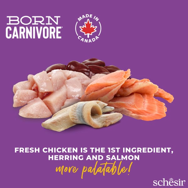 Schesir Born Carnivore chicken with herring and salmon dry cat food, 1.25 kg – image 2