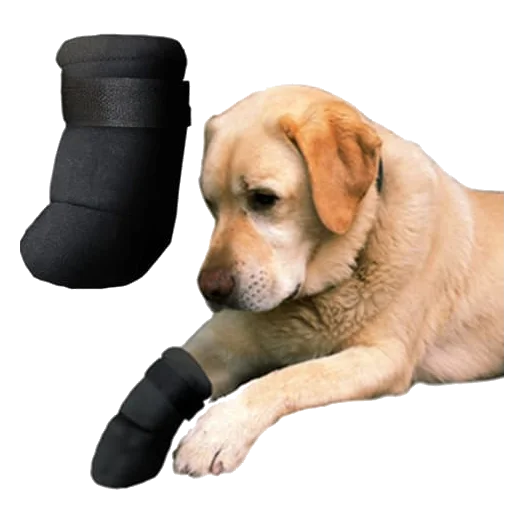 Neoprene dog boots