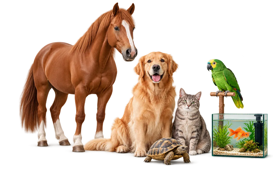 Horse, dog, cat, parrot, fish in an aquarium and tortoise